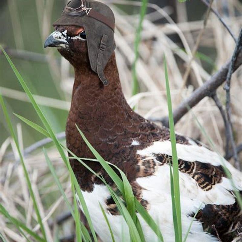 Can willow ptarmigans fly?