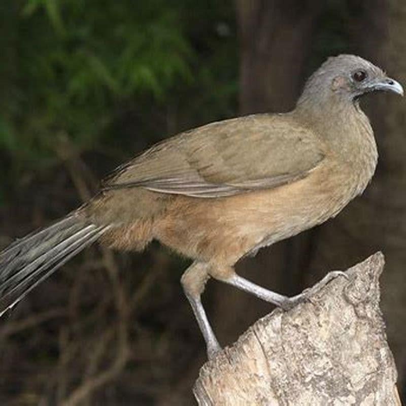 Are Chachalaca Good To Eat