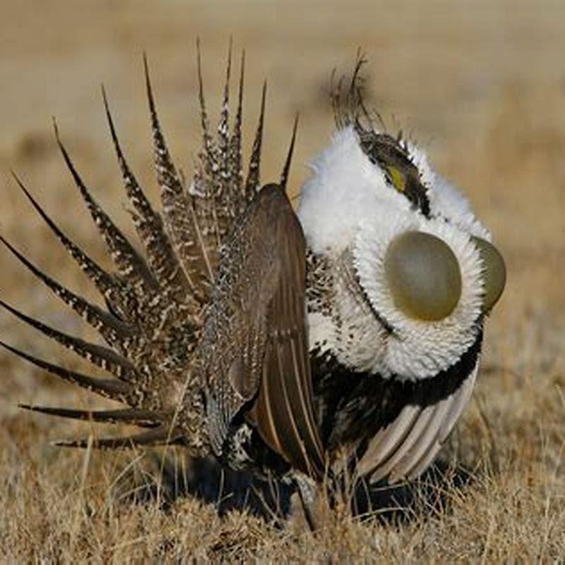 Can you eat greater sage-grouse?