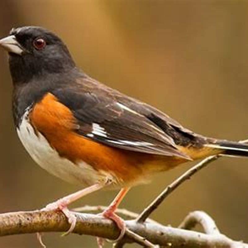 can-you-feed-raw-peanuts-to-birds-diy-seattle