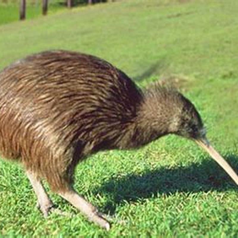 Can you find kiwi birds in Australia? - DIY Seattle