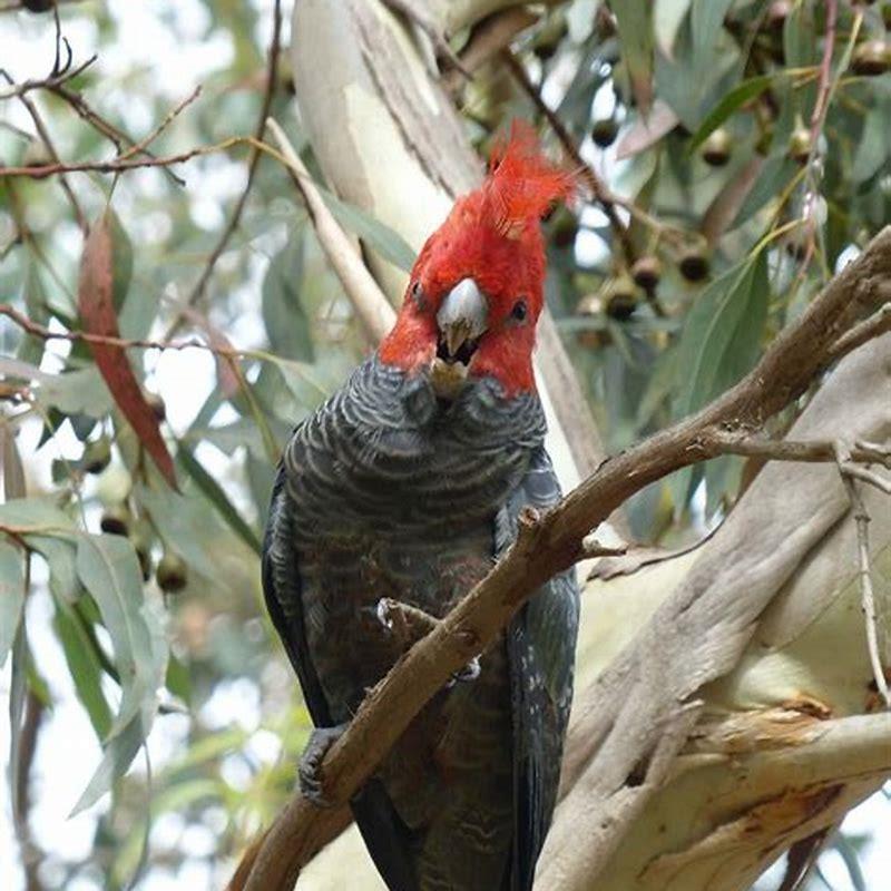 are gang gang cockatoos endangered