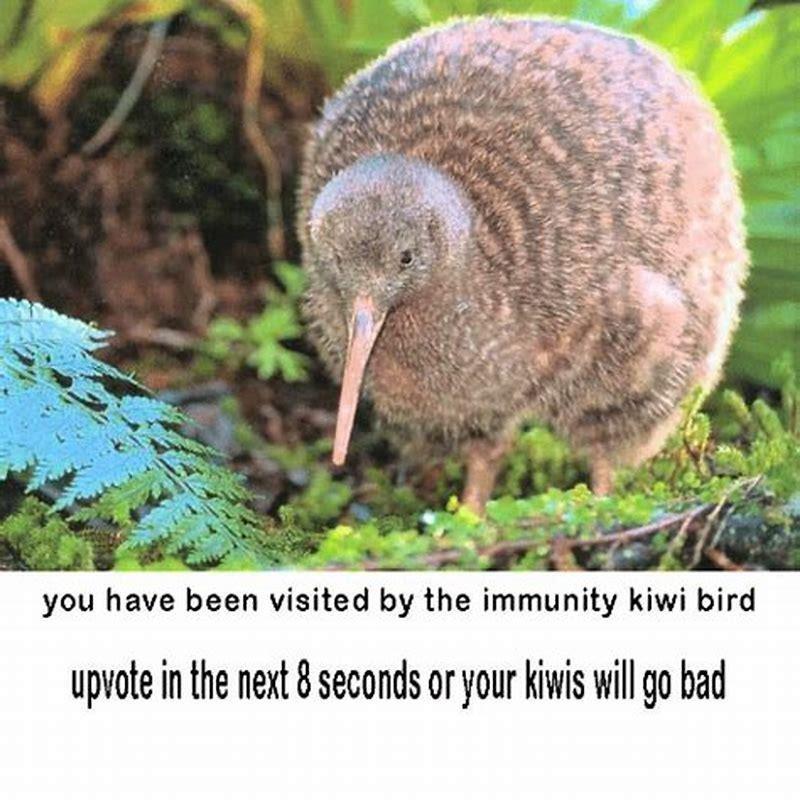 can-you-have-a-kiwi-bird-as-a-pet-diy-seattle