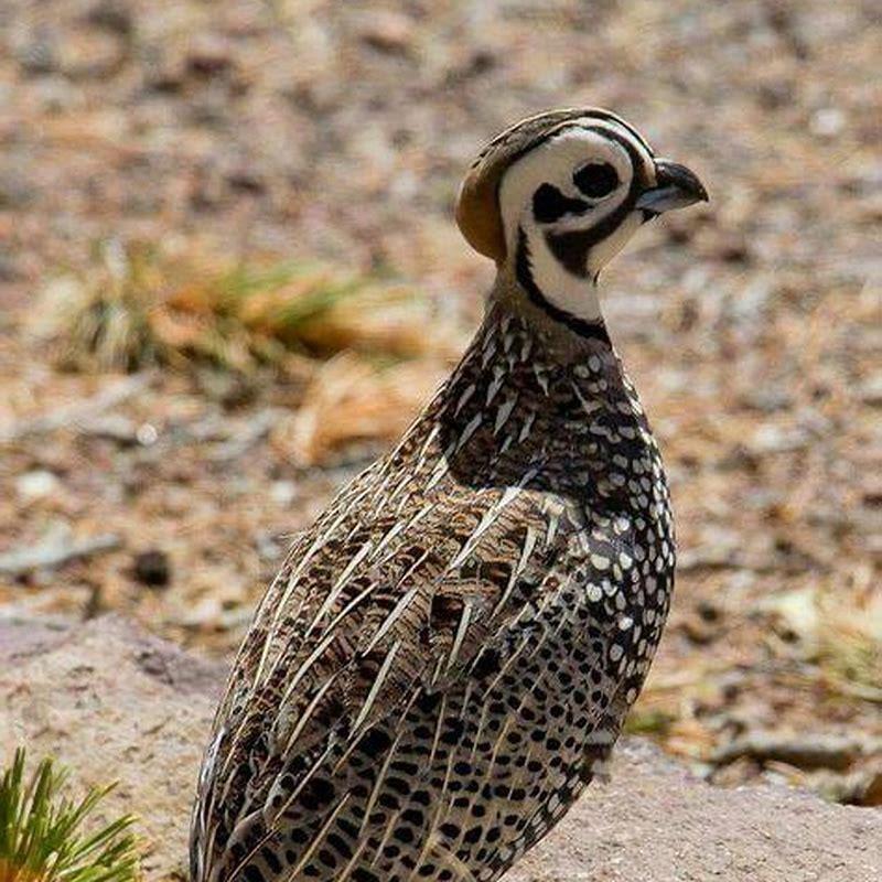 Can you hunt Montezuma quail?