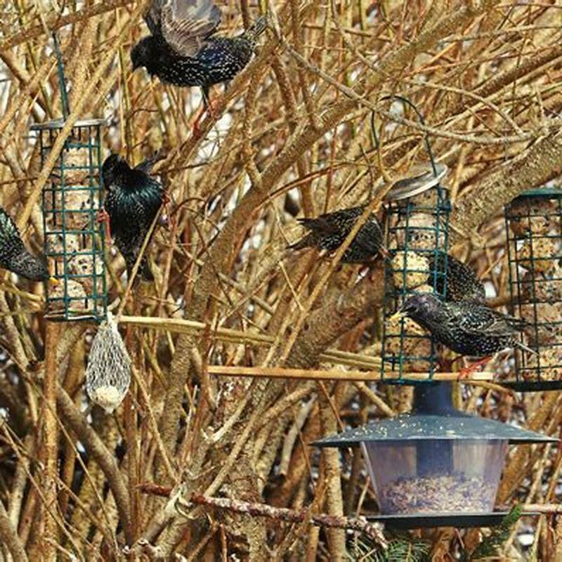 can-you-make-fat-balls-for-birds-with-butter-diy-seattle