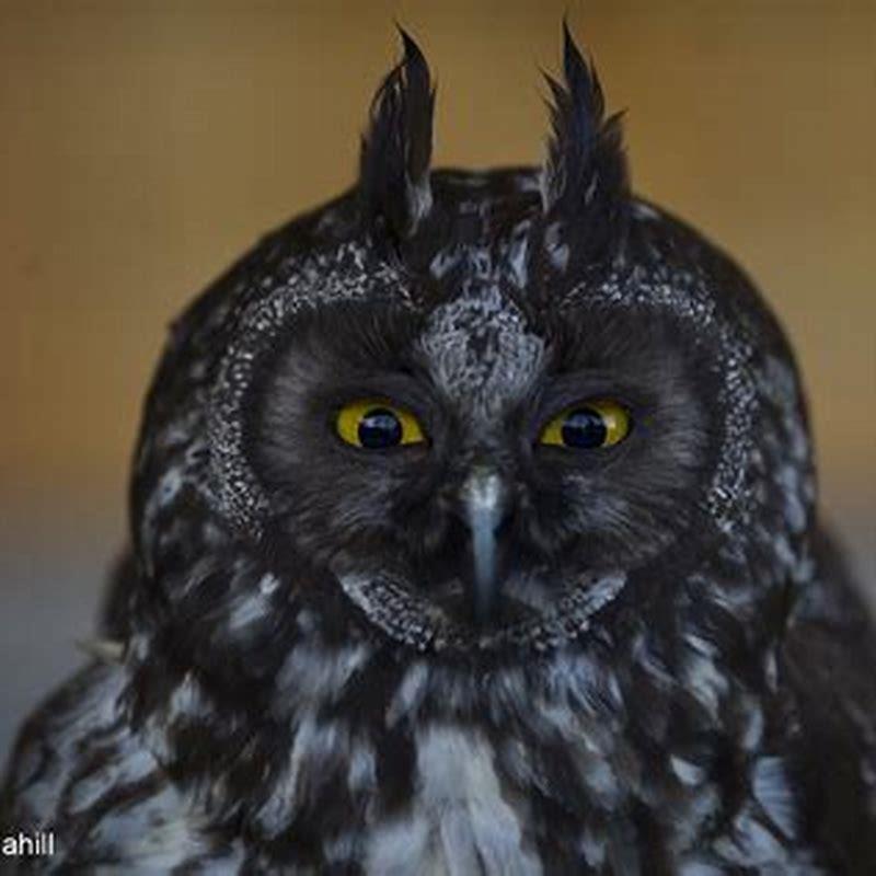 Can you own a stygian owl?