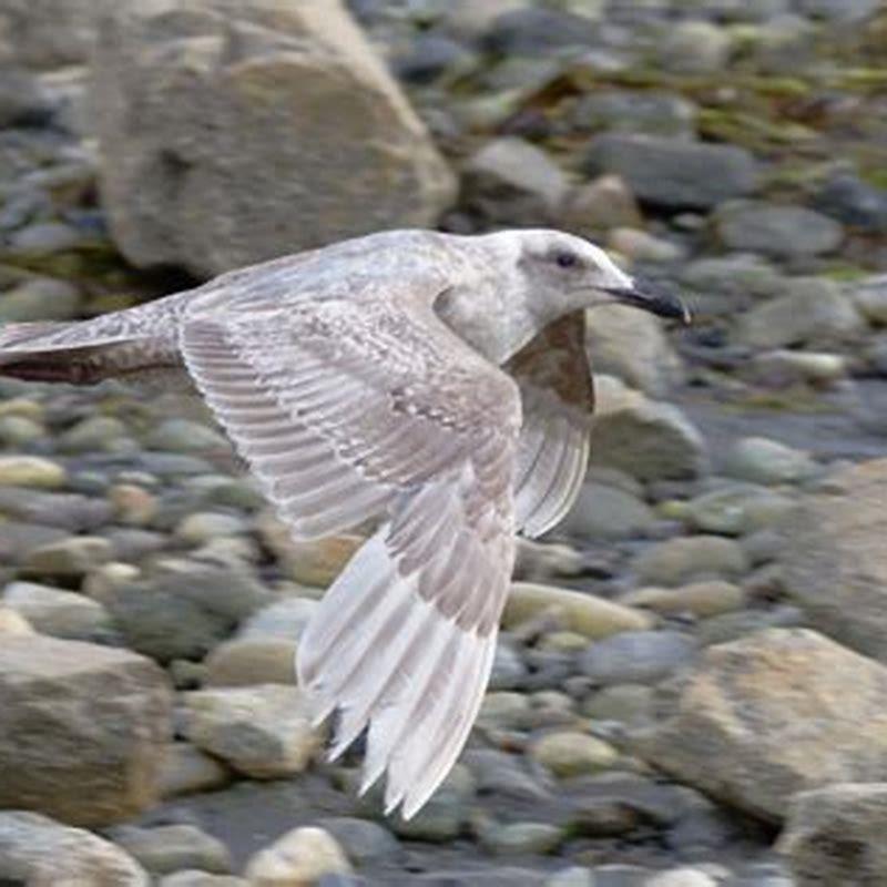 can-you-shoot-black-backed-gulls-diy-seattle