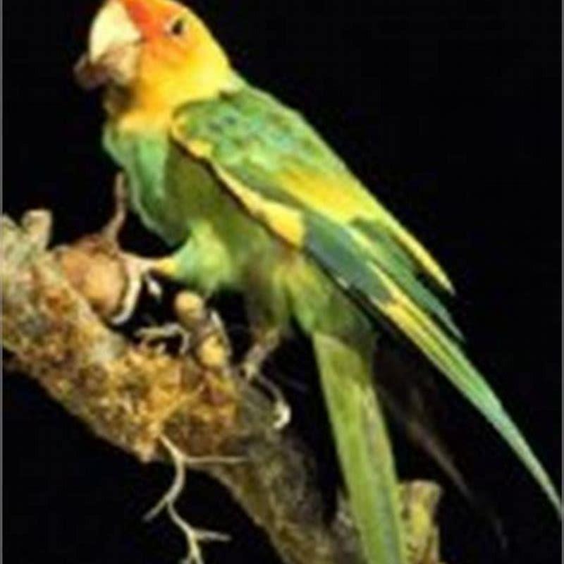 Could the Carolina parakeet still exist?
