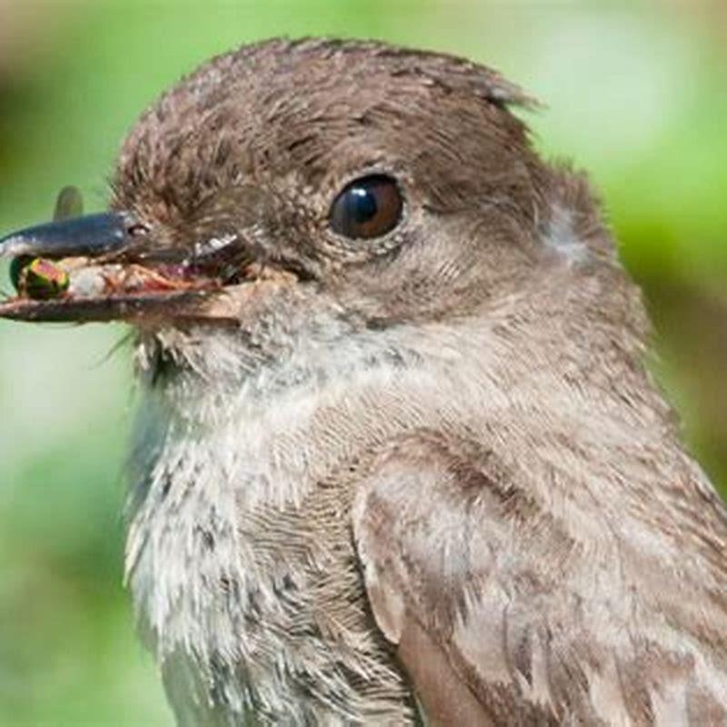 Do all birds have third eyelid?
