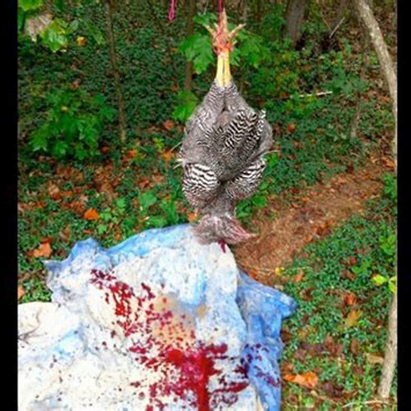 Do all birds lay eggs without a male?