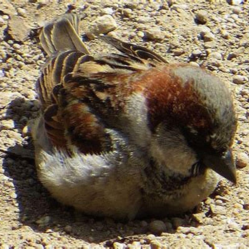 Are Dust Baths Good For Cats