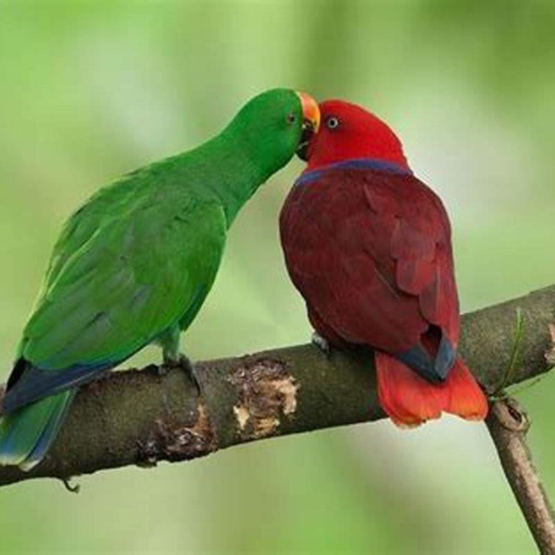 Do Amazon parrots make good pets?