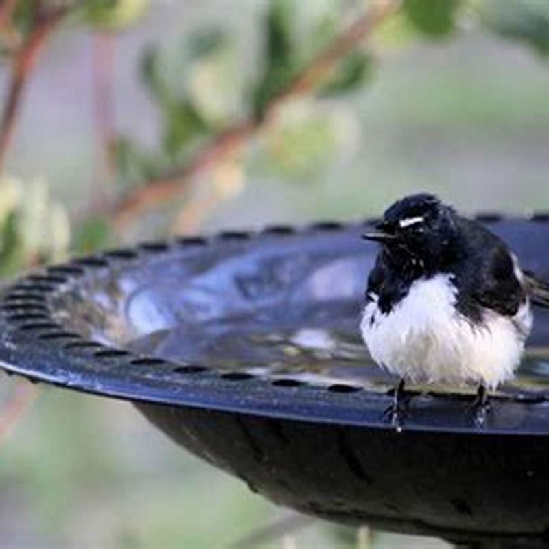 Do any birds eat mosquitoes?