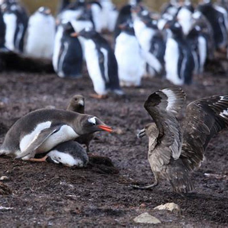Do any birds live at the North Pole?