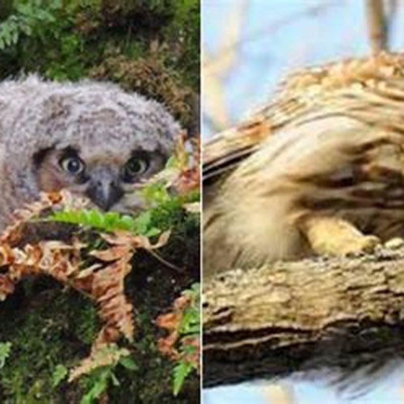 Do baby birds take naps during the day?