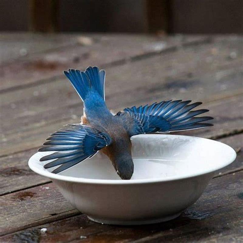 Do baby love birds drink water?