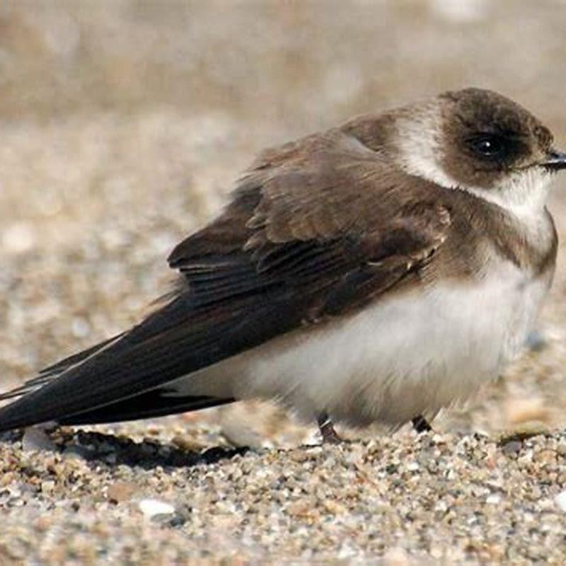 Do Bank Swallows feed at night? - DIY Seattle