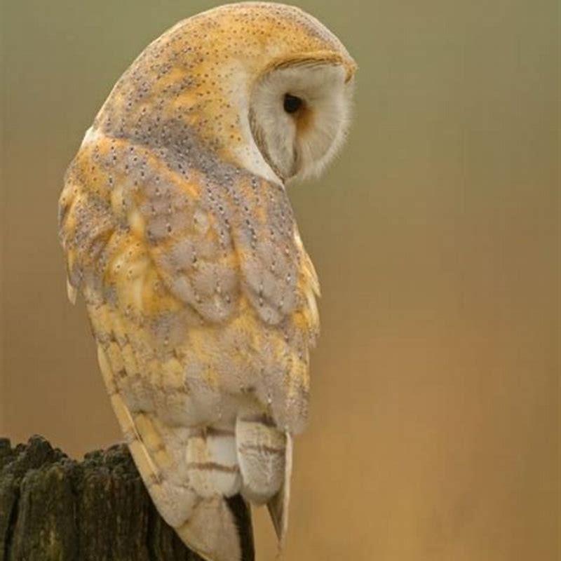 Do Barn Owls eat Robins?