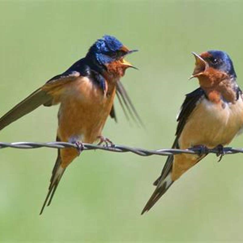 Do barn swallows kill other birds?