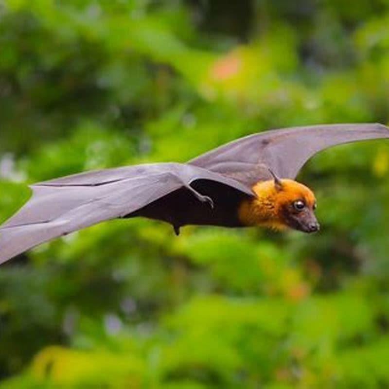 Do bats look like birds when they fly? - DIY Seattle