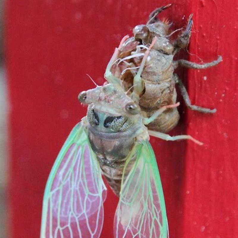 Do birds avoid cicadas? - DIY Seattle