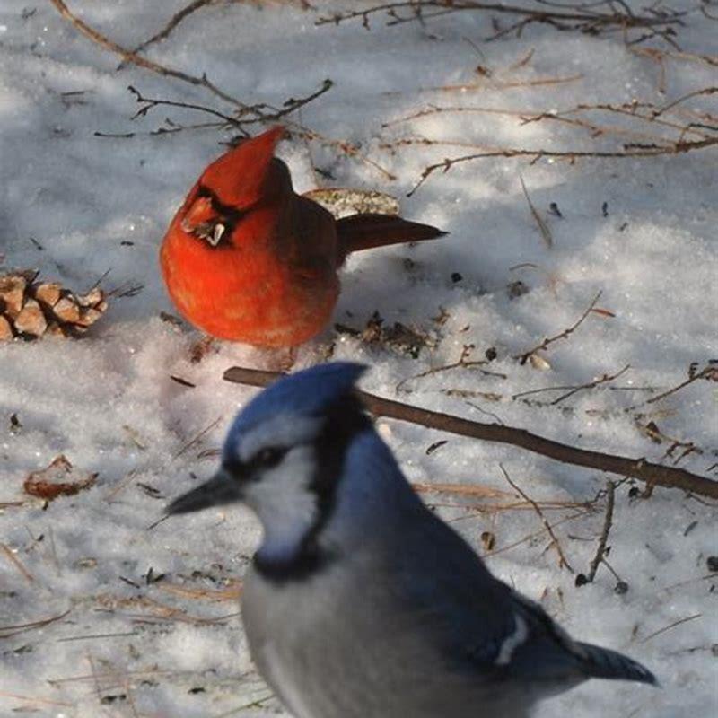 Do birds call other birds when they find food?