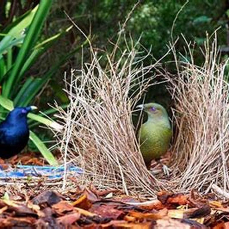 Do birds feathers keep them cool?