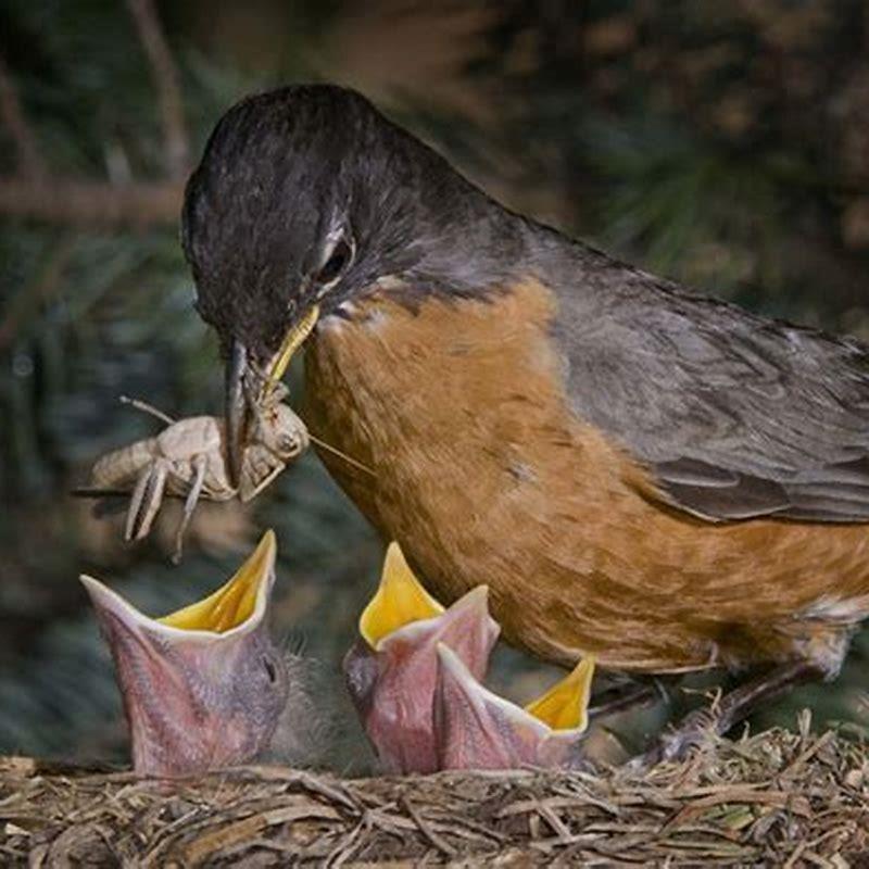 Do birds feed other birds babies? - DIY Seattle