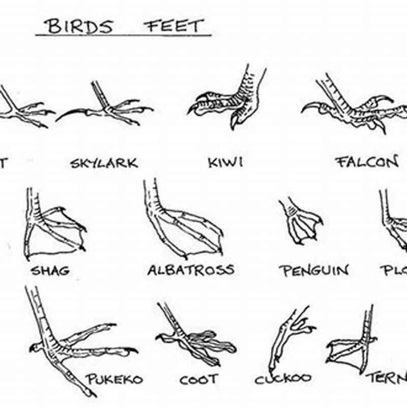 do-birds-feel-pain-in-their-beaks-diy-seattle