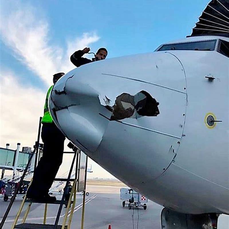 Do birds get hit by planes?