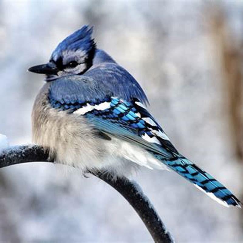 Do birds go GREY with age?