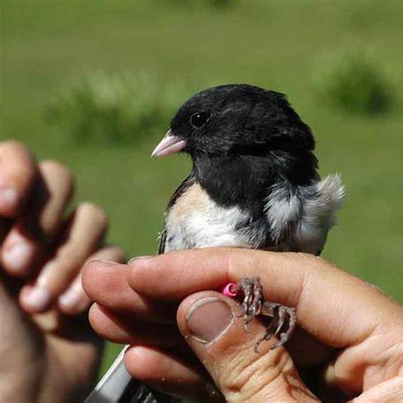 do-birds-have-a-good-sense-of-smell-diy-seattle