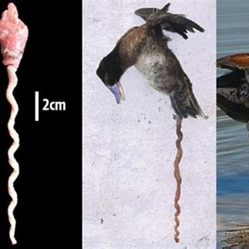 Do birds have corkscrew penis?