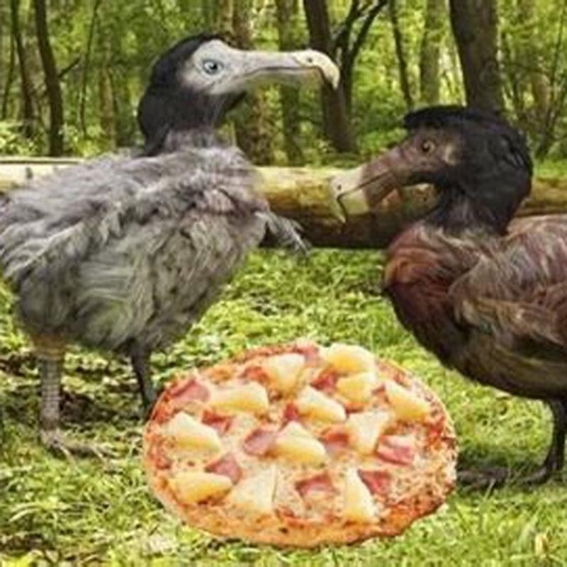 Do birds have high IQ?