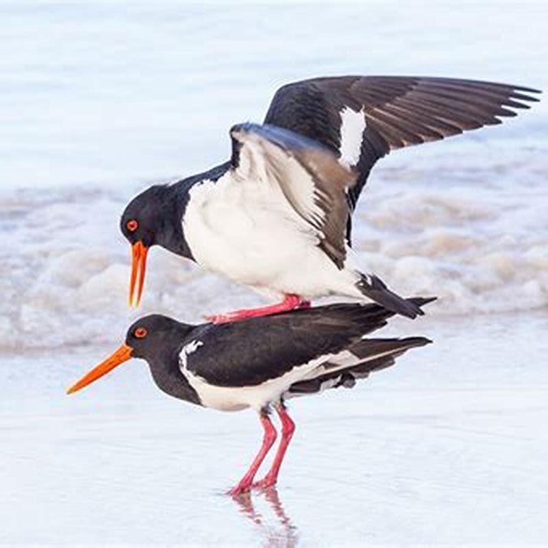 Do birds have sex before they lay eggs?