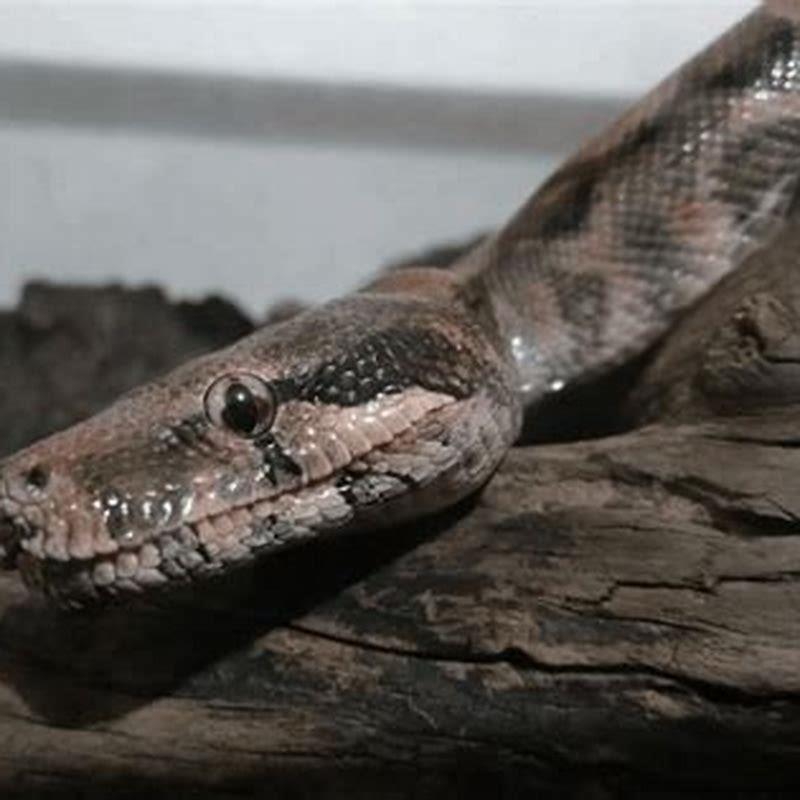 Do birds hunt snakes?