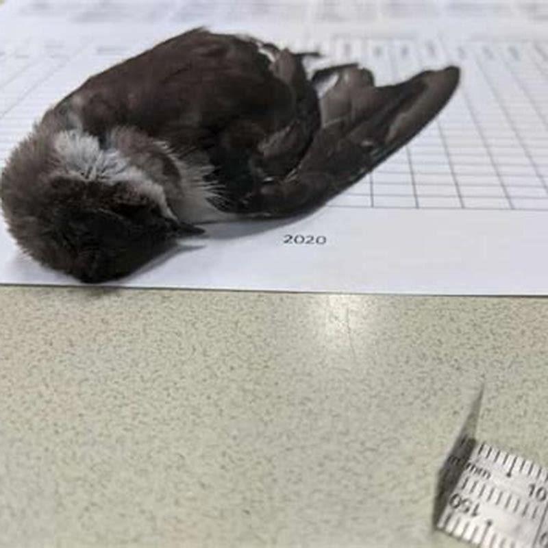 Do birds just drop dead?