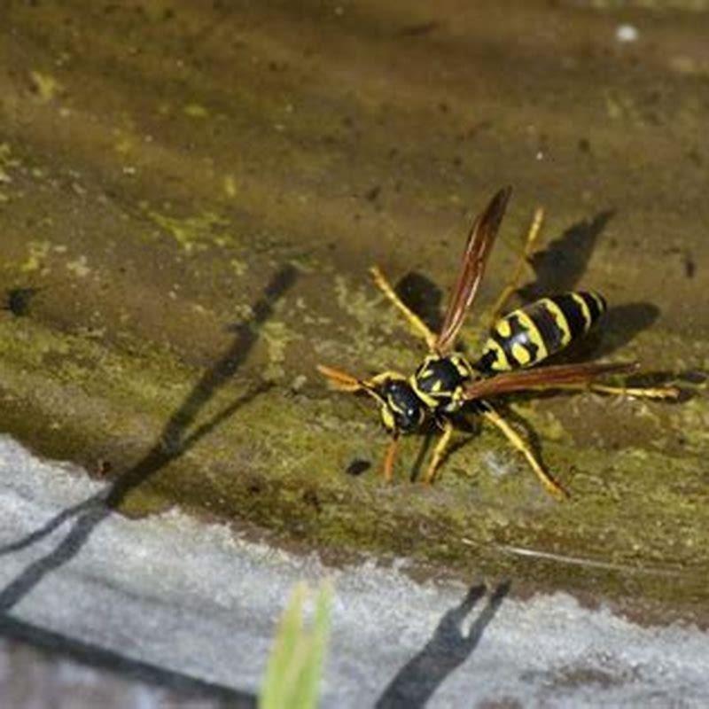 Do birds kill yellow jackets? - DIY Seattle