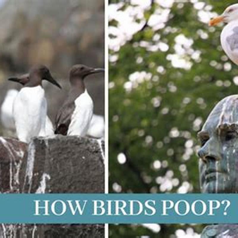 Do birds know when they poop?