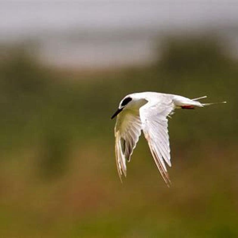 Do birds leave in August?