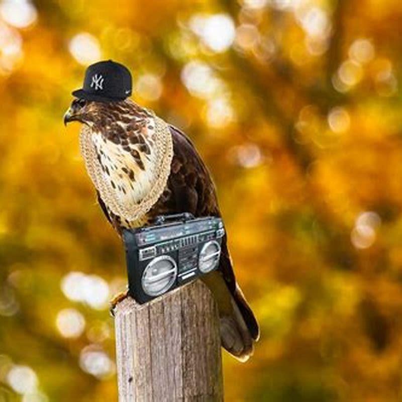 What Kind Of Birds Live In Austin Texas