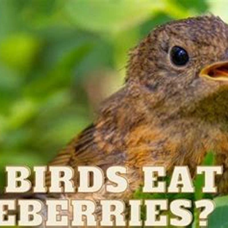 Do birds like blueberries?