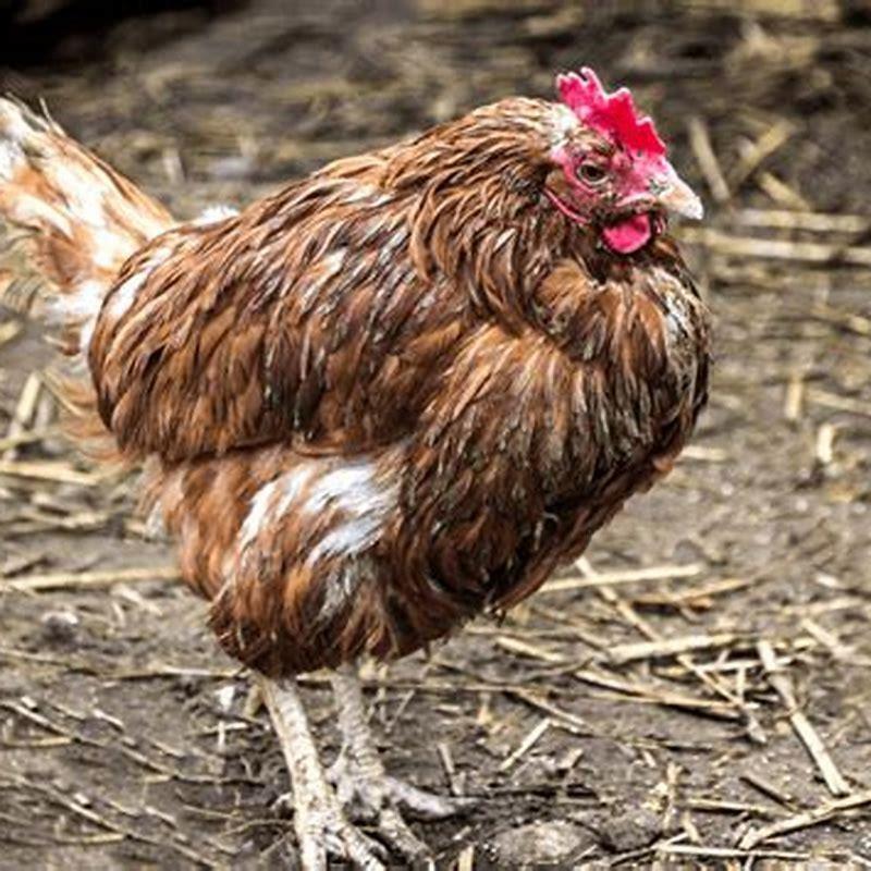 Do birds lose their feathers when they get old?