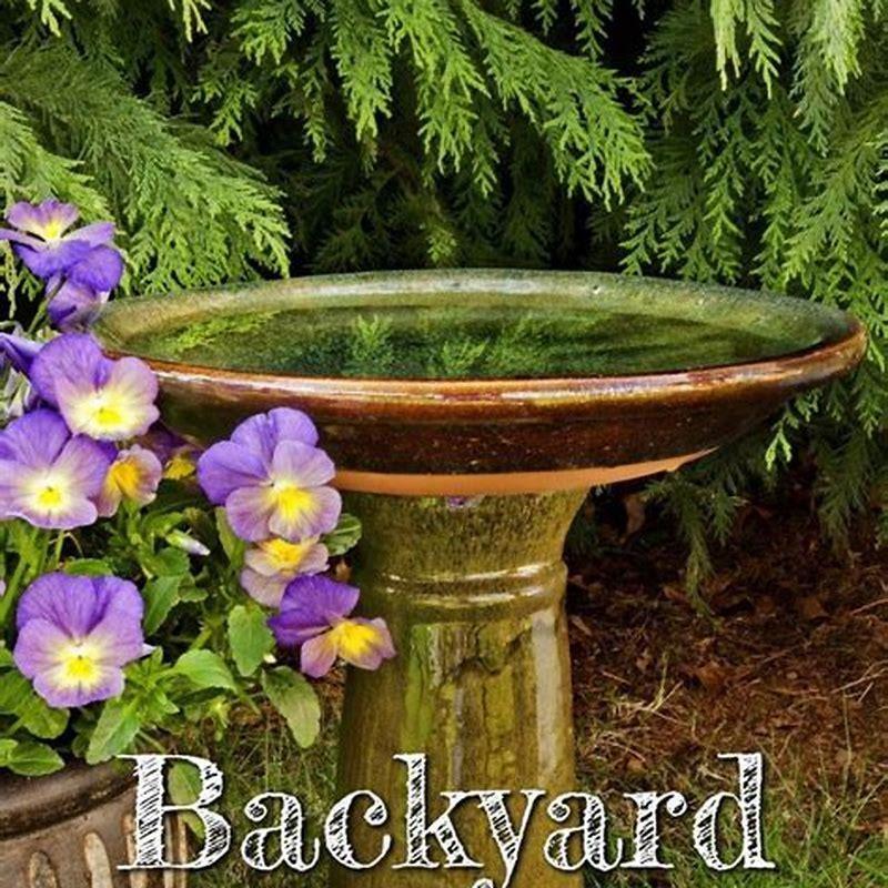 Do birds need a bird bath? DIY Seattle