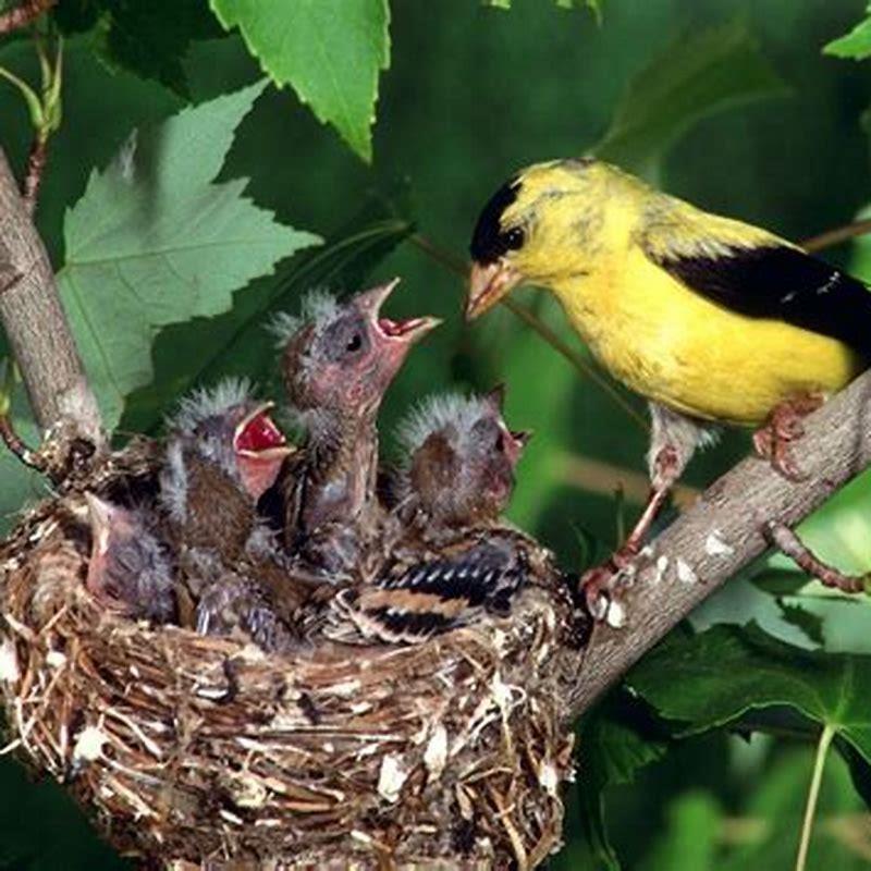Do birds poop where they live?
