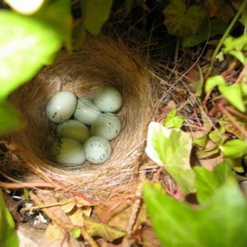 do-birds-poop-where-they-nest-diy-seattle