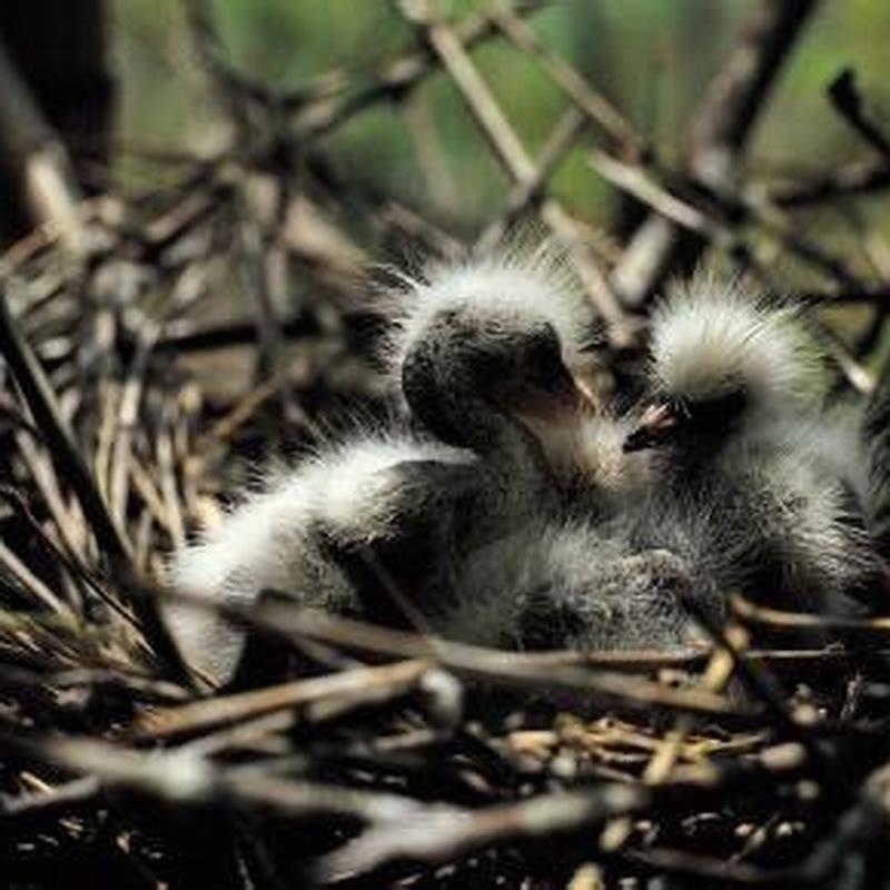 do-birds-stay-in-their-nest-at-night-diy-seattle