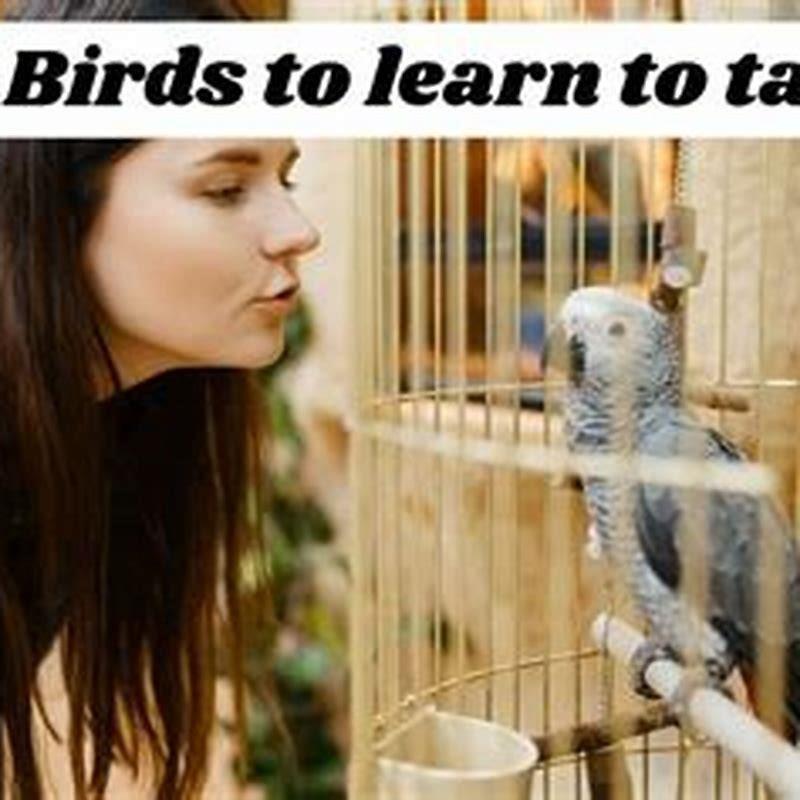 birds learning to talk