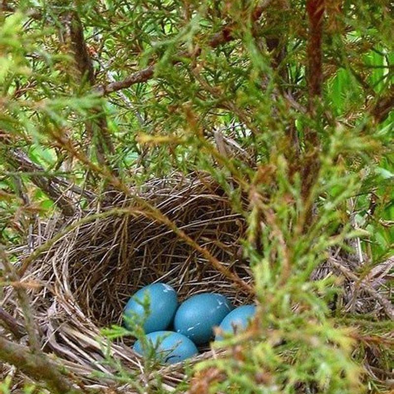 Do Birds Throw Egg Shells Out Of The Nest? - Diy Seattle