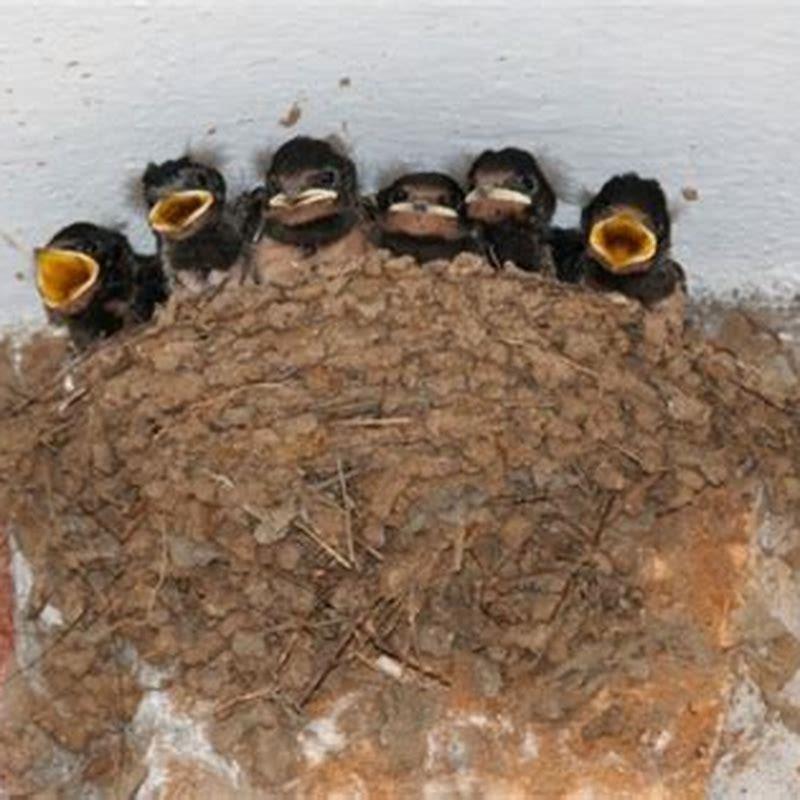 do-birds-use-the-same-nest-over-again-diy-seattle